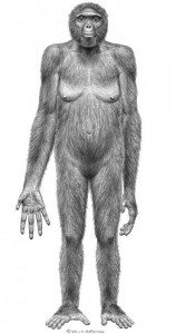 Ardi 4,4 mln - starsza o 1,2 mln lat od Lusie. Najstarsza forma mająca cechu ludzkie i małpie o wyprostowanej postawie   źródło: www.natureworldnews.com